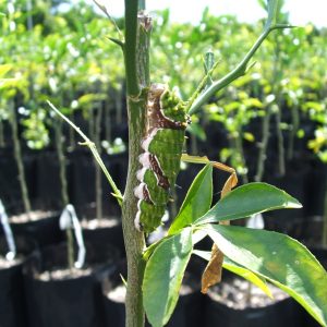 orchard Swallowtail caterpillar